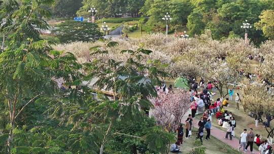 中国广东省广州市黄埔区市民广场梅花