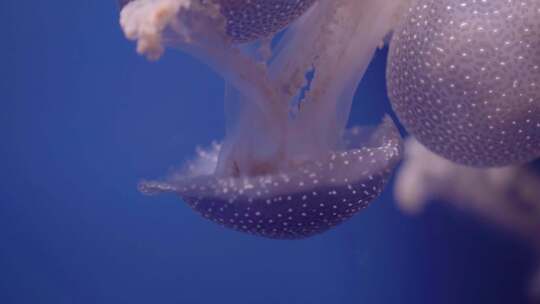 水母，美杜莎，海洋，水族馆