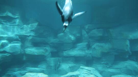 企鹅潜水下水游动