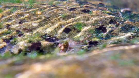 河边小溪河底海底水下世界流水岩石光影升格视频素材模板下载