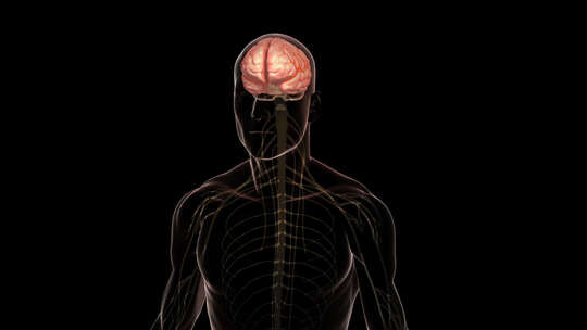 脑卒中大脑血管堵塞动画