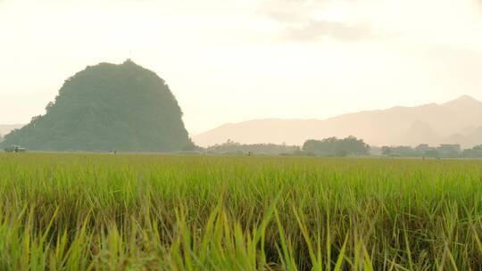 机械化收割稻谷远景拍摄唯美稻田视频素材模板下载