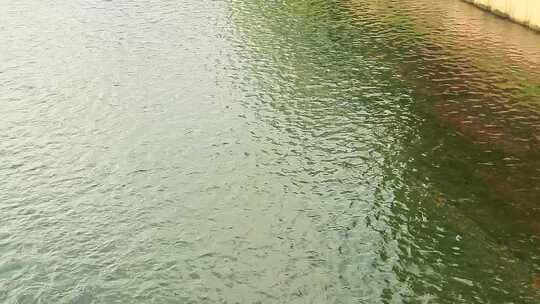流动的水渠 一河两岸 风景 绿化 碧绿水面