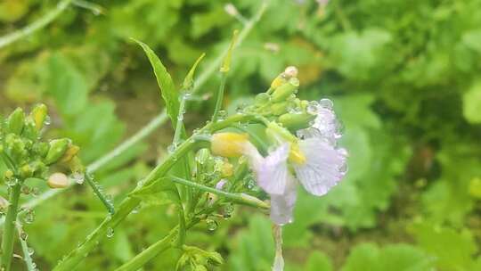 菜花小黄花寒风中摇曳水珠摇晃微距水珠