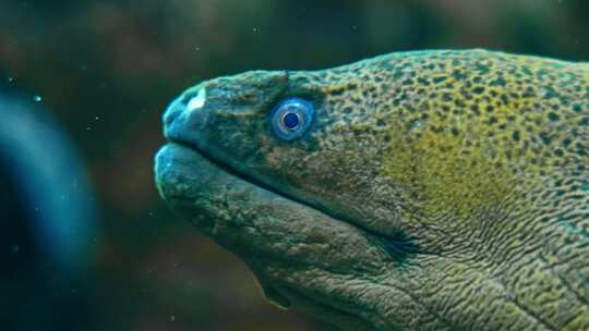 热带鱼海洋生物鱼类海鳗