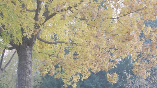 金秋树叶美景空境视频素材模板下载