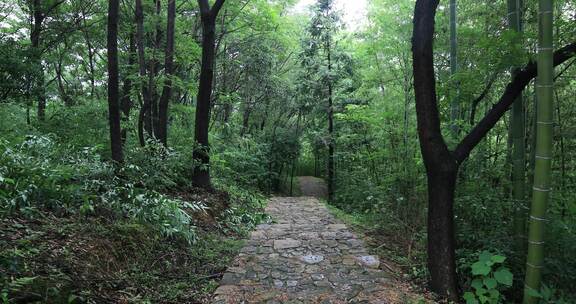 宁静山林小路