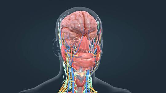 3D医学人体大脑口腔上消化道腺体三维动画