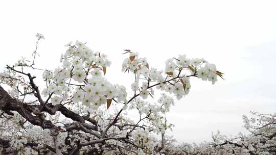 黄金梨 梨花素材 老龙湾梨花节 踏青踏春