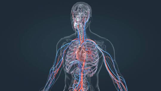 医学3D人体血管心血管循环系统三维动画