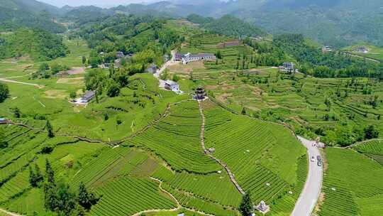 航拍茶园茶山贡茶