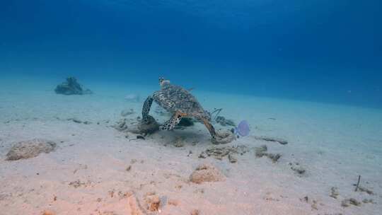 海龟，海洋，海洋生物，水下