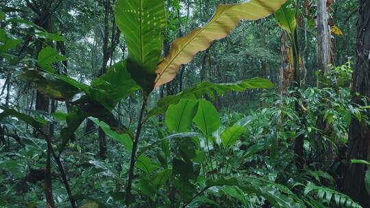 森林雨水下雨雨滴热带雨林