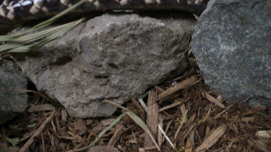 巴西光滑的蛇假水眼镜蛇在岩石上滑行