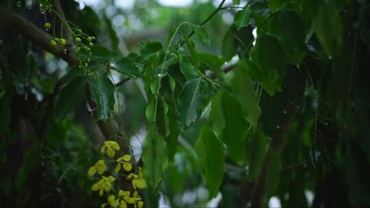 雨水弄湿了花园里一棵树的叶子