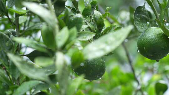 4k下雨天橘子树橘子