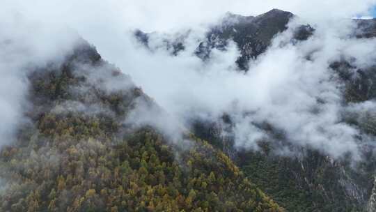 航拍人间仙境西藏高山林海云雾缭绕秋天风景