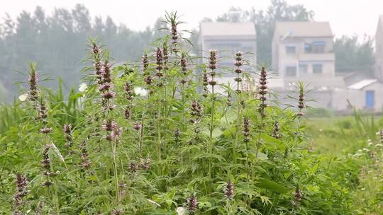 河边的植物益母草蛇床菰河塘乡间湖边岸边