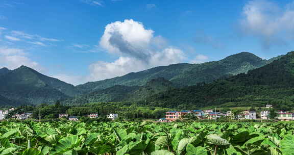 乡村田园农村芋头地蓝天固定机位延时