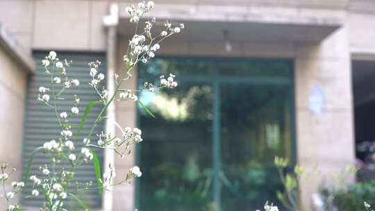 钻野紫菀 野菜 草本植物 菊科 顽固杂草