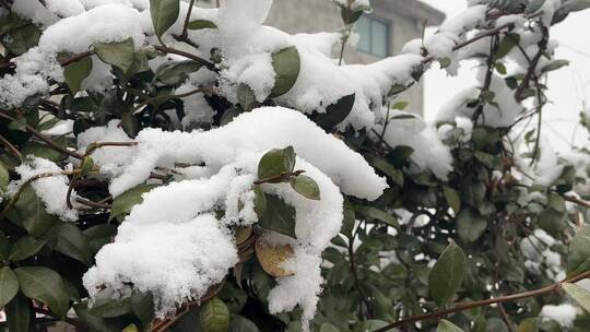 叶子上的白雪合集