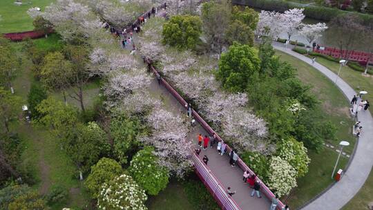 航拍宁波市中心地标性樱花公园建筑城市繁华