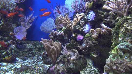 珊瑚 海洋 海底  海底世界
