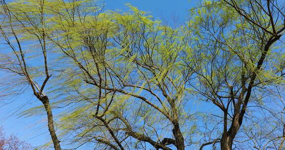 4K拍摄春天发芽的柳树