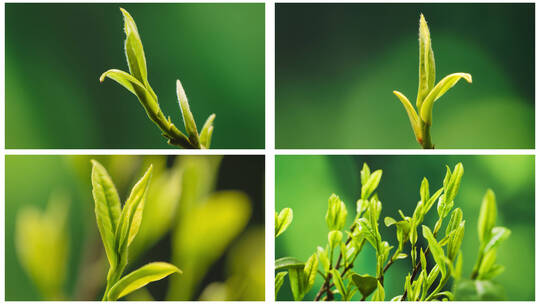 4K白茶春茶茶叶生长发芽延时合集（6组）高清在线视频素材下载