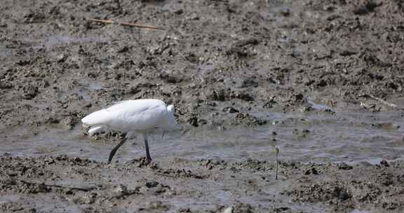白鹭 大白鹭 湿地 湿地公园 公园 保护区