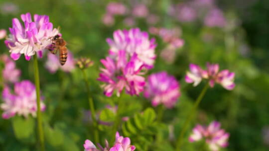 特写慢镜头春天紫云英田野里采蜜飞舞的蜜蜂