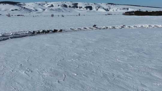 内蒙古冬季雪原马群奔跑赛马