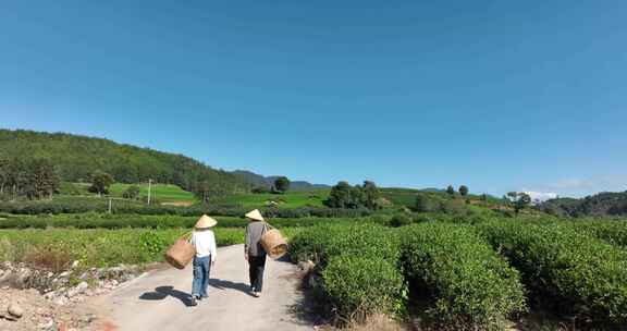 茶叶茶园武夷山茶庄大自然茶园