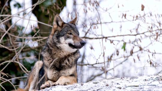 雪中的狼狼奔跑狩猎孤狼雪地里的狼群捕猎视频素材模板下载