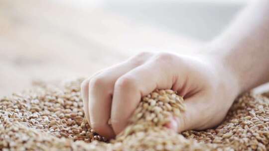 小麦麦粒从手中掉落