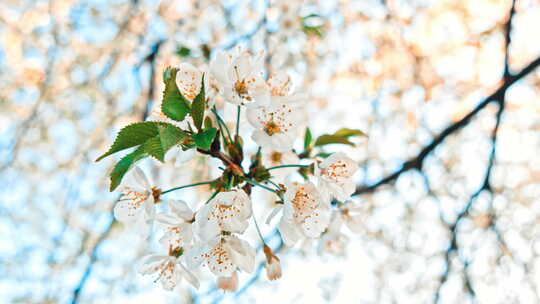 樱花的白花
