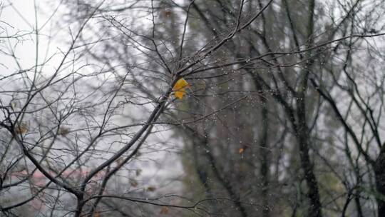 秋天的雪落在树枝间