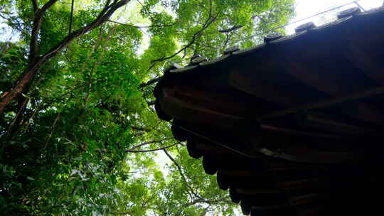 广州越秀公园古建筑 中式园林庭院 飞檐翘角