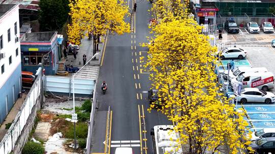 深圳龙华区美宝路黄花风铃木