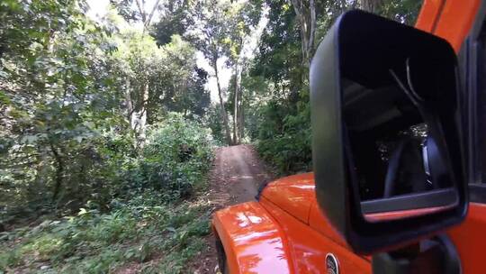 驾车穿越原始森林