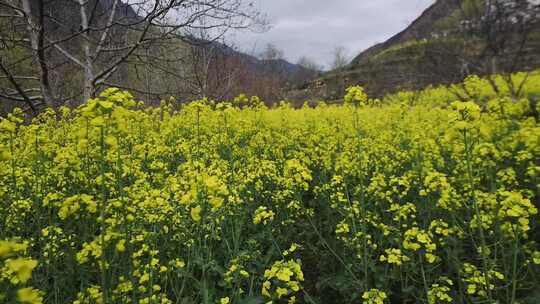 山坡上的油菜花