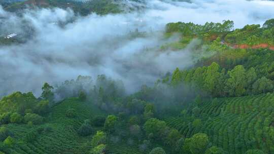 云雾茶山