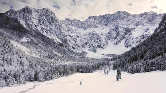 白雪覆盖的松林被白雪皑皑的山脉包围着