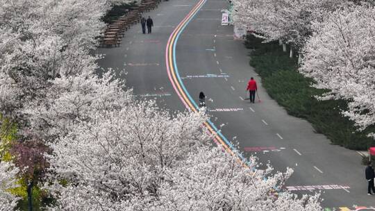 孤柏渡飞黄旅游区樱花园鲜花盛开