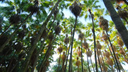 高大的热带植物棕榈树林