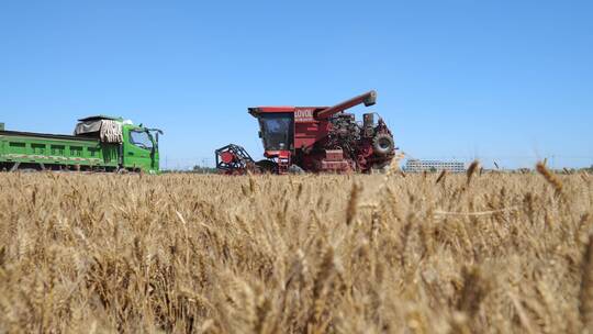 小麦收割后装入粮车