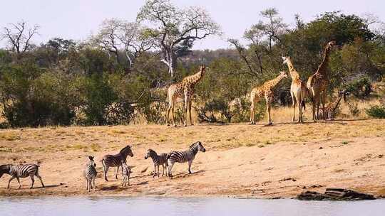 南非克鲁格国家公园的长颈鹿和平原斑马