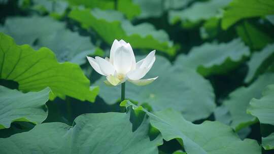 荷花池塘 自驾游 乡村旅游 荷花盛开