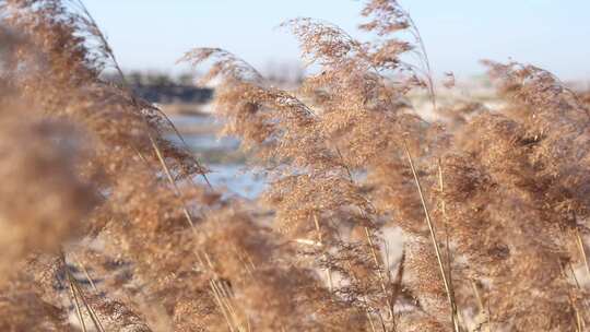 芦苇 飘荡 秋天 初冬