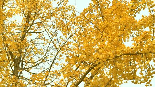 升格慢镜头银杏叶